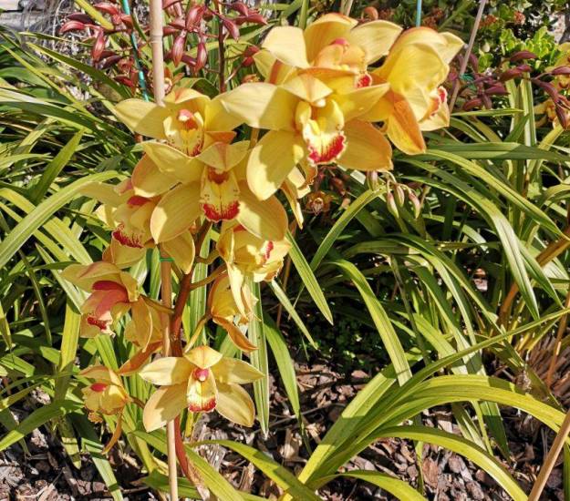 Abri Apartments | Luxury Accommodation | Bay of Islands | Paihia | Garden