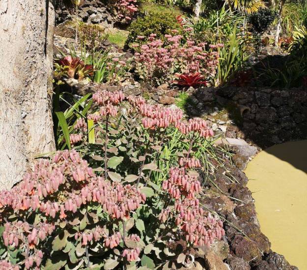 Abri Apartments | Luxury Accommodation | Bay of Islands | Paihia | Garden