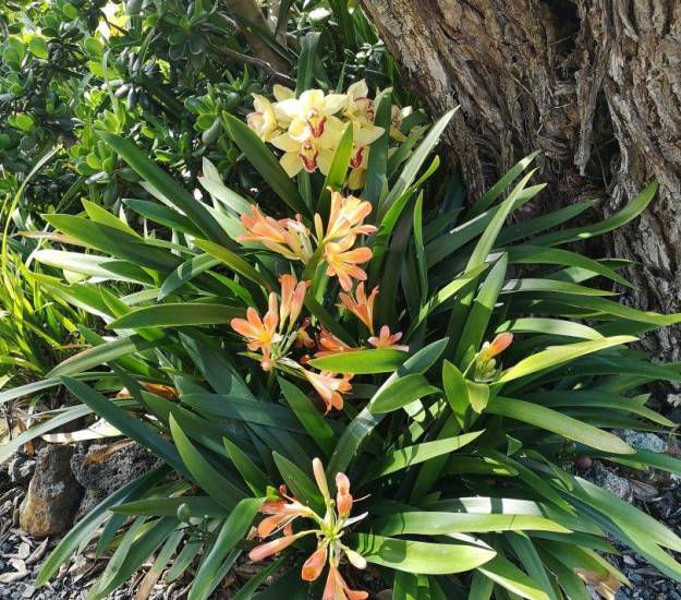 Abri Apartments | Luxury Accommodation | Bay of Islands | Paihia | Garden