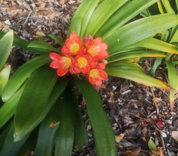 Abri Apartments | Luxury Accommodation | Bay of Islands | Paihia | Garden